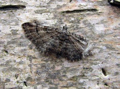 double-striped pug (Gymnoscelis rufifasciata) Kenneth Noble
